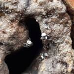 Native Honey Bee (Sugar Bags), Tetragonula carbonaria, Stony Range Regional Botanic Garden, Dee Why NSW