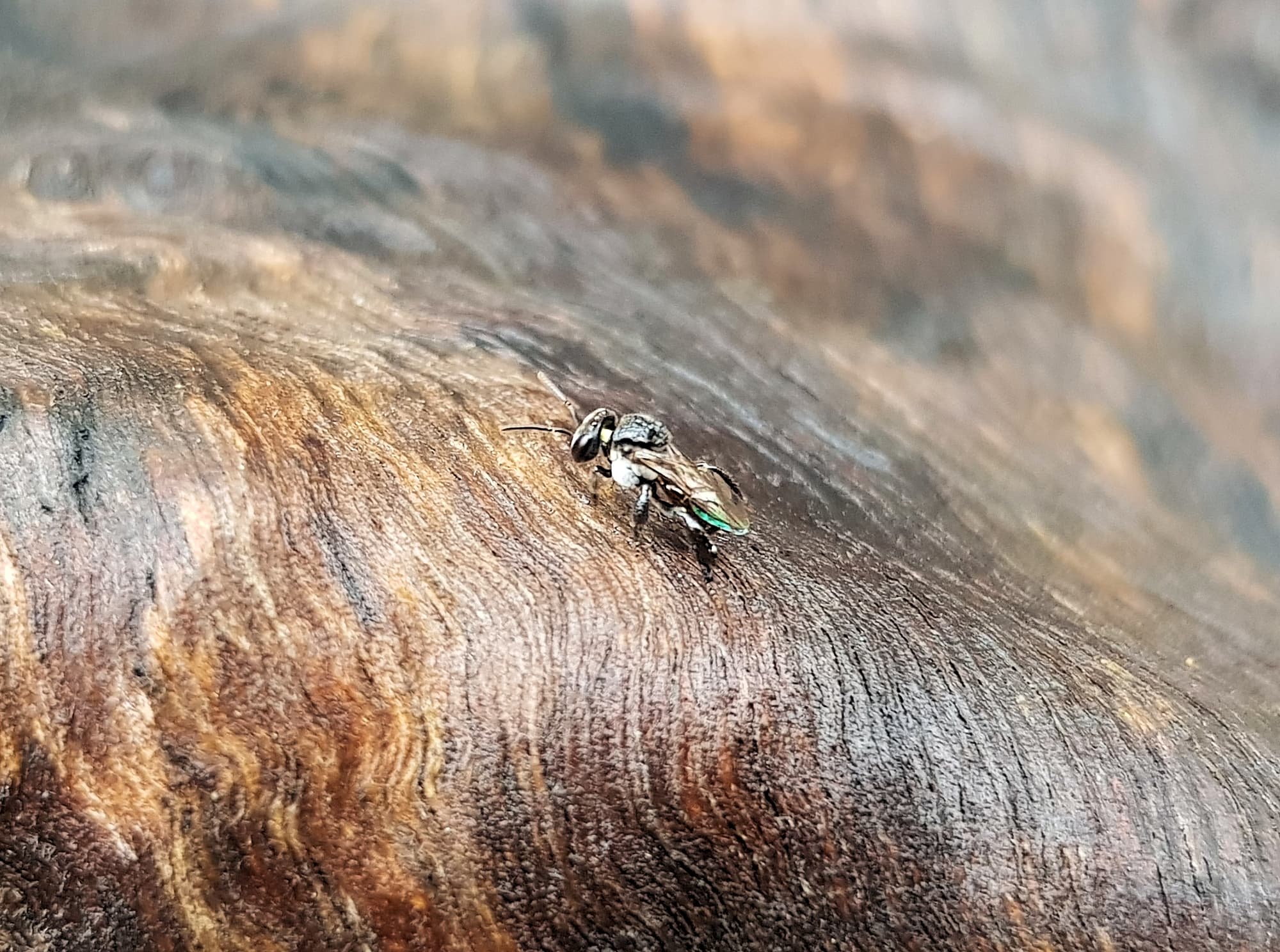 Native Honey Bee (Sugar Bags), Tetragonula carbonaria, Stony Range Regional Botanic Garden, Dee Why NSW