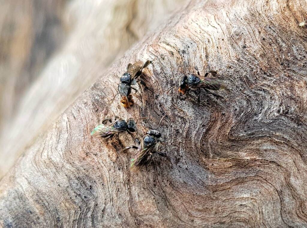 Native Honey Bee (Sugar Bags), Tetragonula carbonaria, Stony Range Regional Botanic Garden, Dee Why NSW