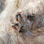 Native Honey Bee (Sugar Bags), Tetragonula carbonaria, Stony Range Regional Botanic Garden, Dee Why NSW