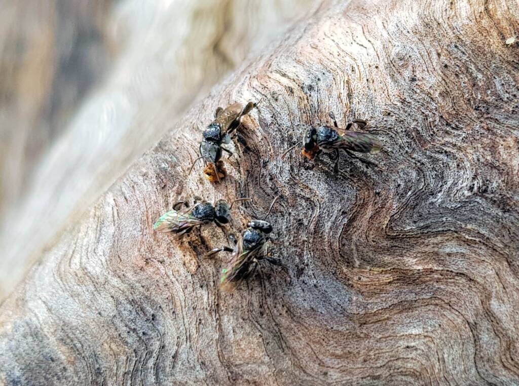 Native Honey Bee (Sugar Bags), Tetragonula carbonaria, Stony Range Regional Botanic Garden, Dee Why NSW