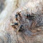 Native Honey Bee (Sugar Bags), Tetragonula carbonaria, Stony Range Regional Botanic Garden, Dee Why NSW