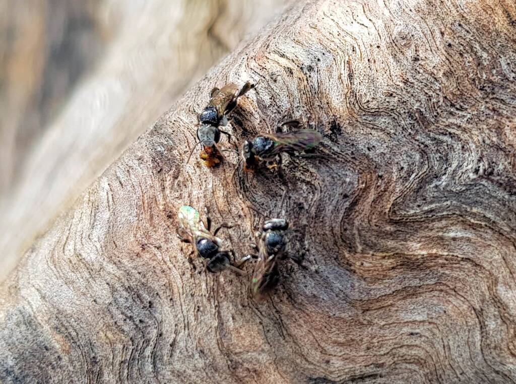 Native Honey Bee (Sugar Bags), Tetragonula carbonaria, Stony Range Regional Botanic Garden, Dee Why NSW
