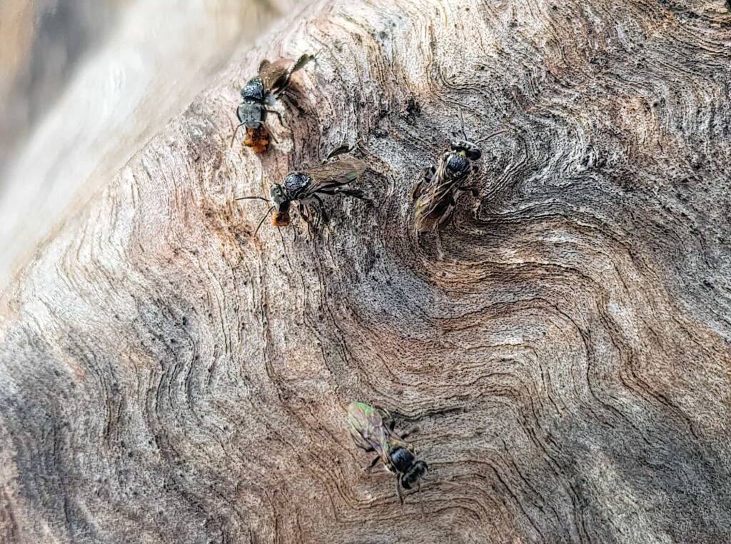 Native Honey Bee (Sugar Bags), Tetragonula carbonaria, Stony Range Regional Botanic Garden, Dee Why NSW