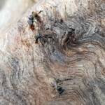 Native Honey Bee (Sugar Bags), Tetragonula carbonaria, Stony Range Regional Botanic Garden, Dee Why NSW