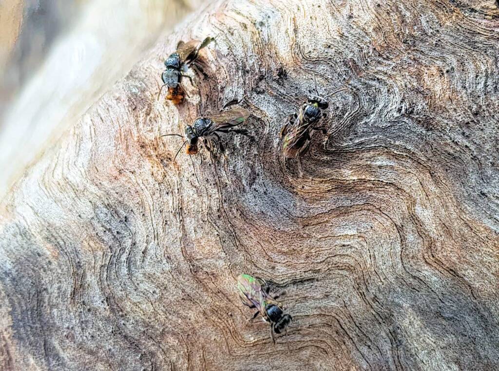 Native Honey Bee (Sugar Bags), Tetragonula carbonaria, Stony Range Regional Botanic Garden, Dee Why NSW