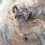 Native Honey Bee (Sugar Bags), Tetragonula carbonaria, Stony Range Regional Botanic Garden, Dee Why NSW