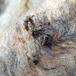 Native Honey Bee (Sugar Bags), Tetragonula carbonaria, Stony Range Regional Botanic Garden, Dee Why NSW