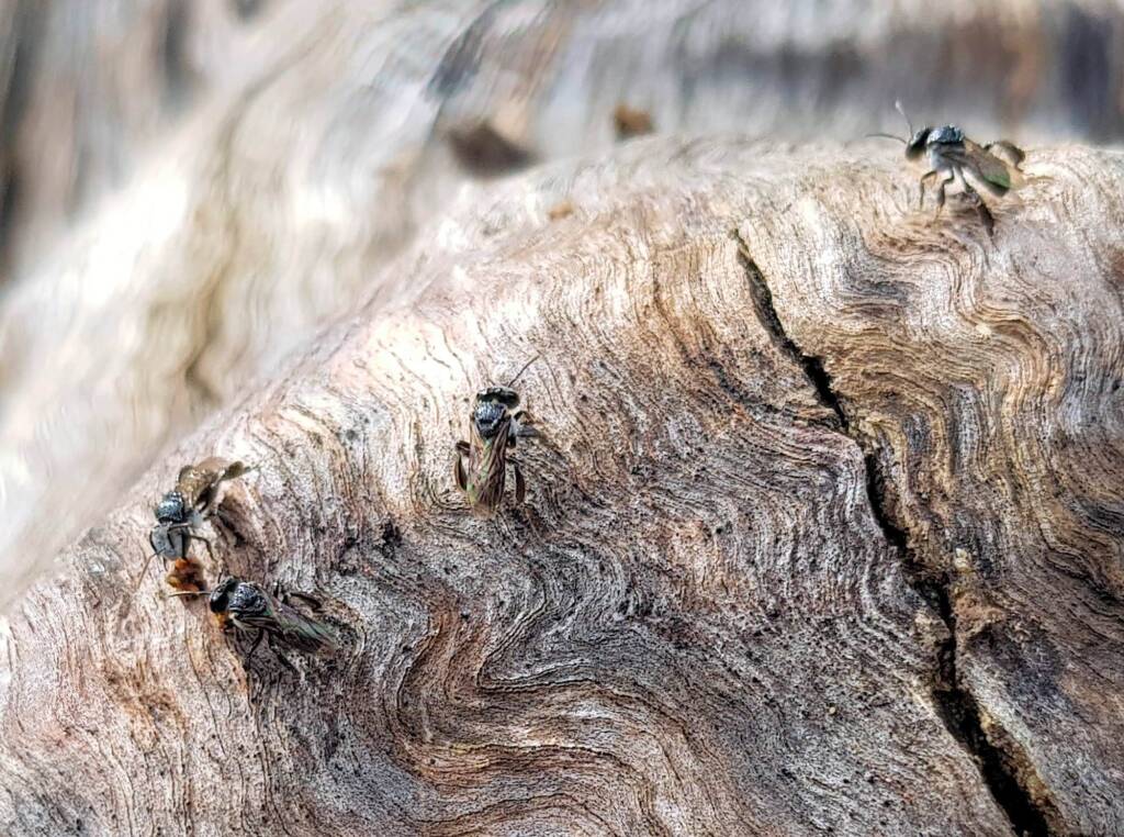 Native Honey Bee (Sugar Bags), Tetragonula carbonaria, Stony Range Regional Botanic Garden, Dee Why NSW