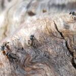 Native Honey Bee (Sugar Bags), Tetragonula carbonaria, Stony Range Regional Botanic Garden, Dee Why NSW