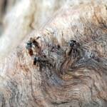 Native Honey Bee (Sugar Bags), Tetragonula carbonaria, Stony Range Regional Botanic Garden, Dee Why NSW