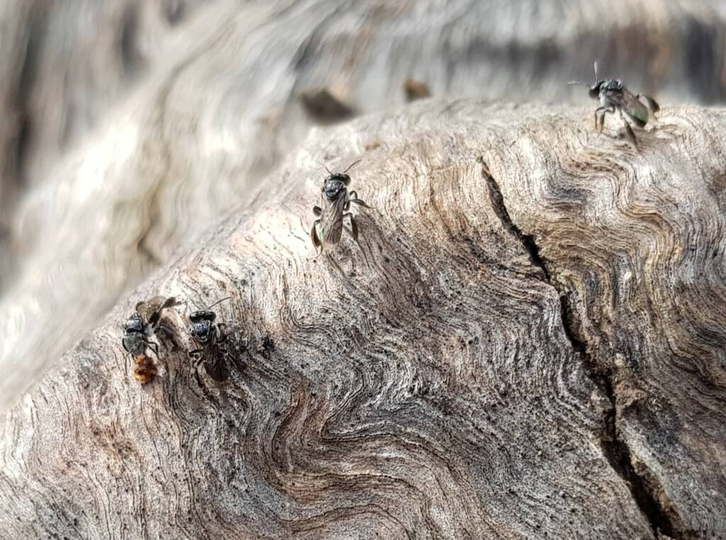 Native Honey Bee (Sugar Bags), Tetragonula carbonaria, Stony Range Regional Botanic Garden, Dee Why NSW