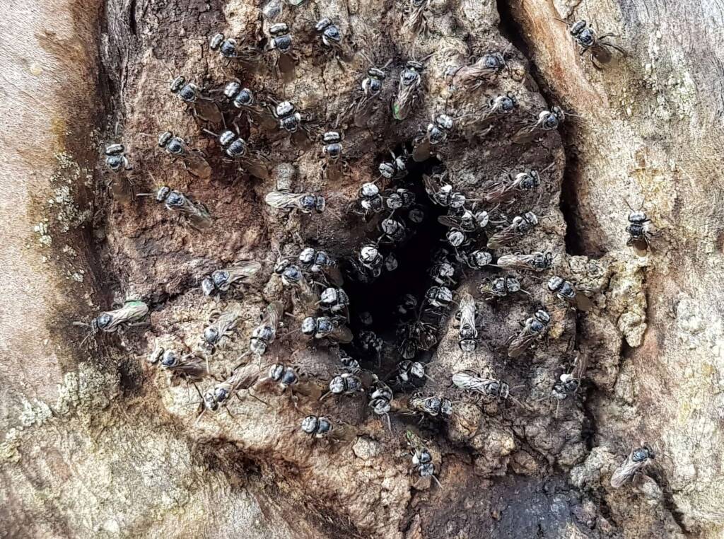 Native Honey Bee (Sugar Bags), Tetragonula carbonaria, Stony Range Regional Botanic Garden, Dee Why NSW