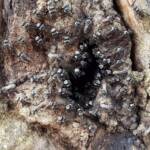 Native Honey Bee (Sugar Bags), Tetragonula carbonaria, Stony Range Regional Botanic Garden, Dee Why NSW