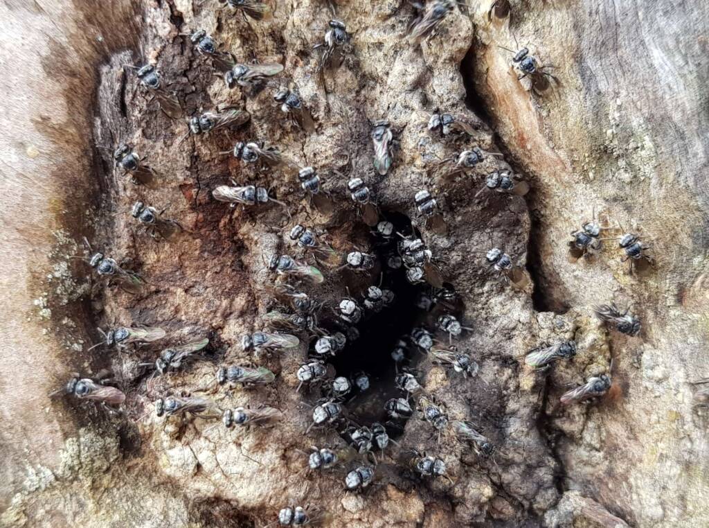 Native Honey Bee (Sugar Bags), Tetragonula carbonaria, Stony Range Regional Botanic Garden, Dee Why NSW