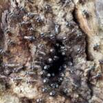 Native Honey Bee (Sugar Bags), Tetragonula carbonaria, Stony Range Regional Botanic Garden, Dee Why NSW