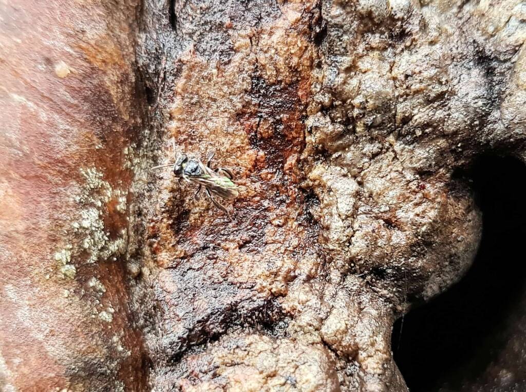 Native Honey Bee (Sugar Bags), Tetragonula carbonaria, Stony Range Regional Botanic Garden, Dee Why NSW