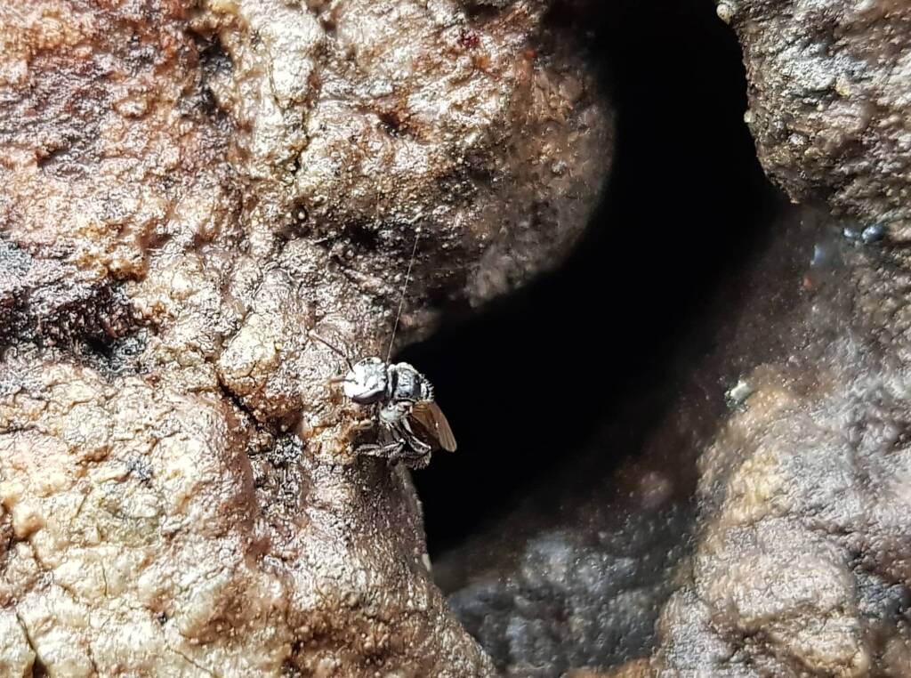 Native Honey Bee (Sugar Bags), Tetragonula carbonaria, Stony Range Regional Botanic Garden, Dee Why NSW