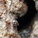 Native Honey Bee (Sugar Bags), Tetragonula carbonaria, Stony Range Regional Botanic Garden, Dee Why NSW