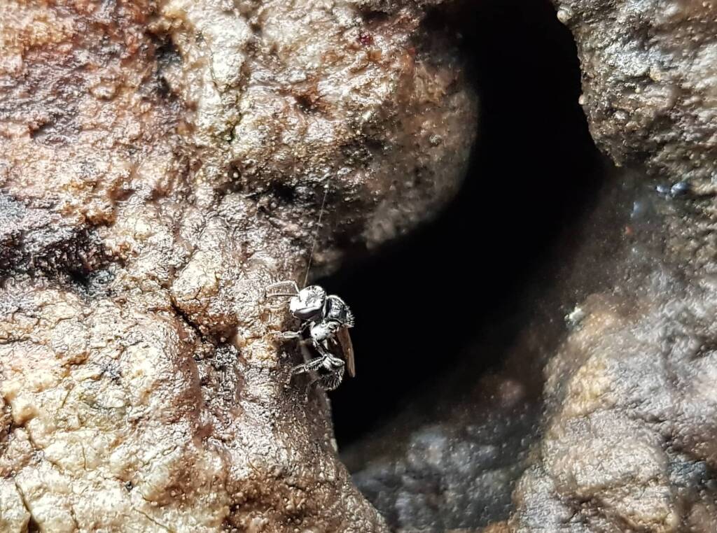 Native Honey Bee (Sugar Bags), Tetragonula carbonaria, Stony Range Regional Botanic Garden, Dee Why NSW