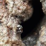 Native Honey Bee (Sugar Bags), Tetragonula carbonaria, Stony Range Regional Botanic Garden, Dee Why NSW