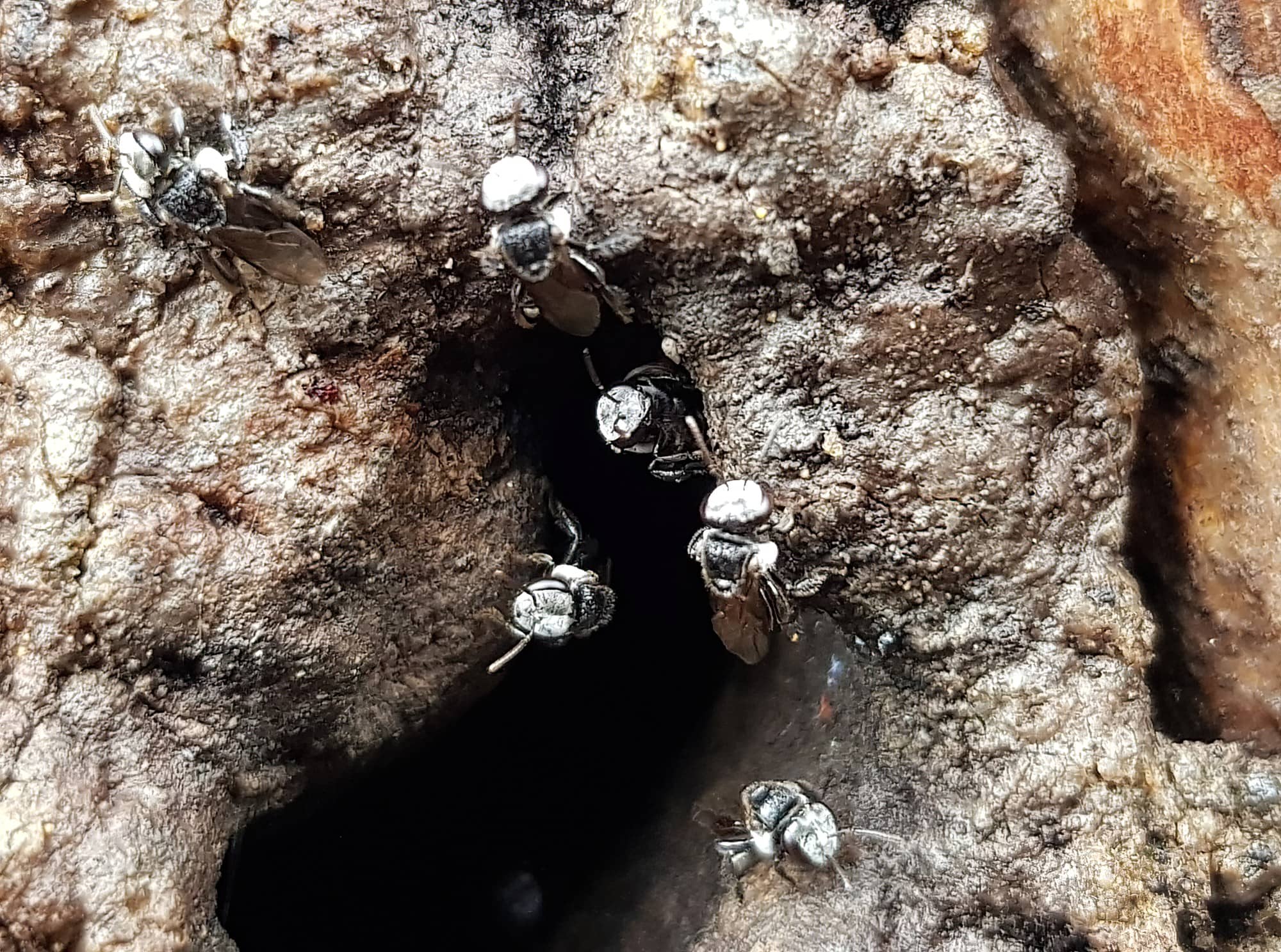 Native Honey Bee (Sugar Bags), Tetragonula carbonaria, Stony Range Regional Botanic Garden, Dee Why NSW