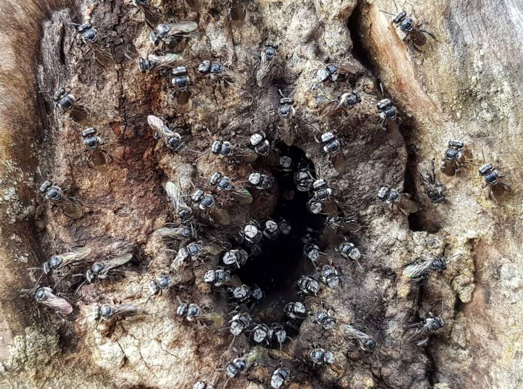 Native Honey Bee (Sugar Bags), Tetragonula carbonaria, Stony Range Regional Botanic Garden, Dee Why NSW