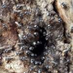 Native Honey Bee (Sugar Bags), Tetragonula carbonaria, Stony Range Regional Botanic Garden, Dee Why NSW