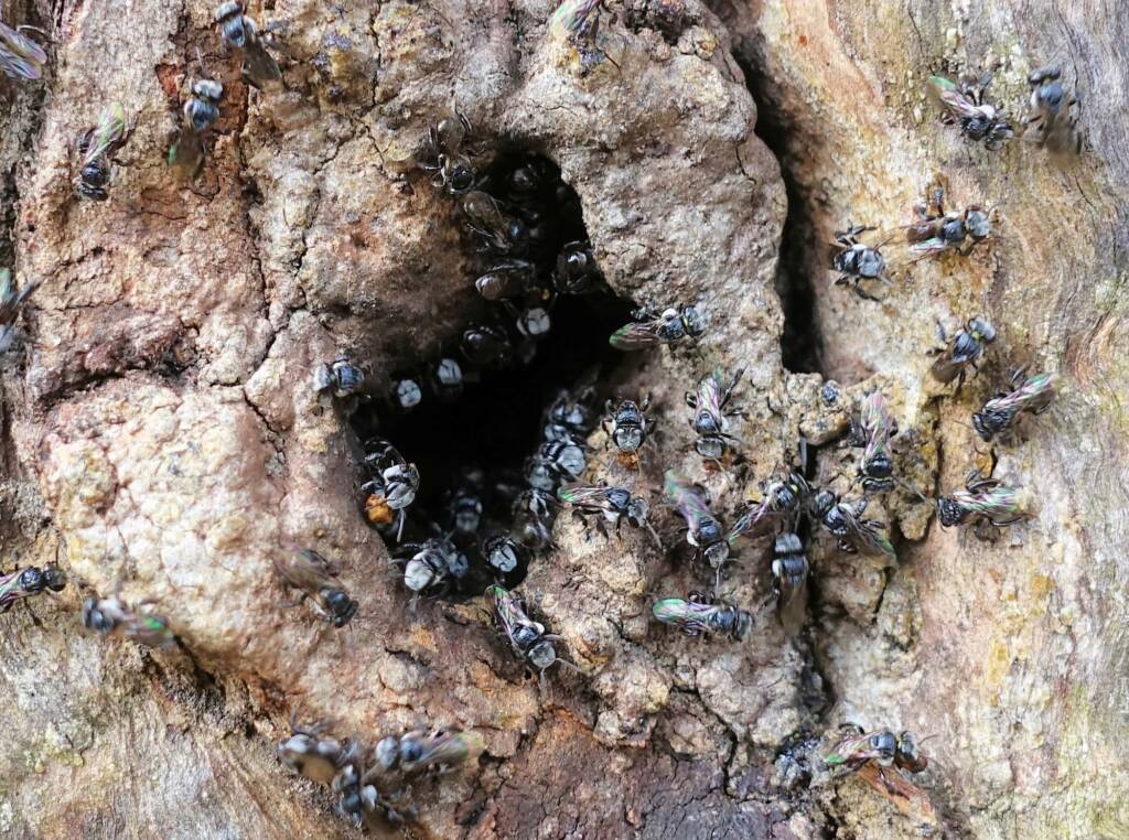 Native Honey Bee (Sugar Bags), Trigona sp, Stony Range Regional Botanic Garden, Dee Why NSW