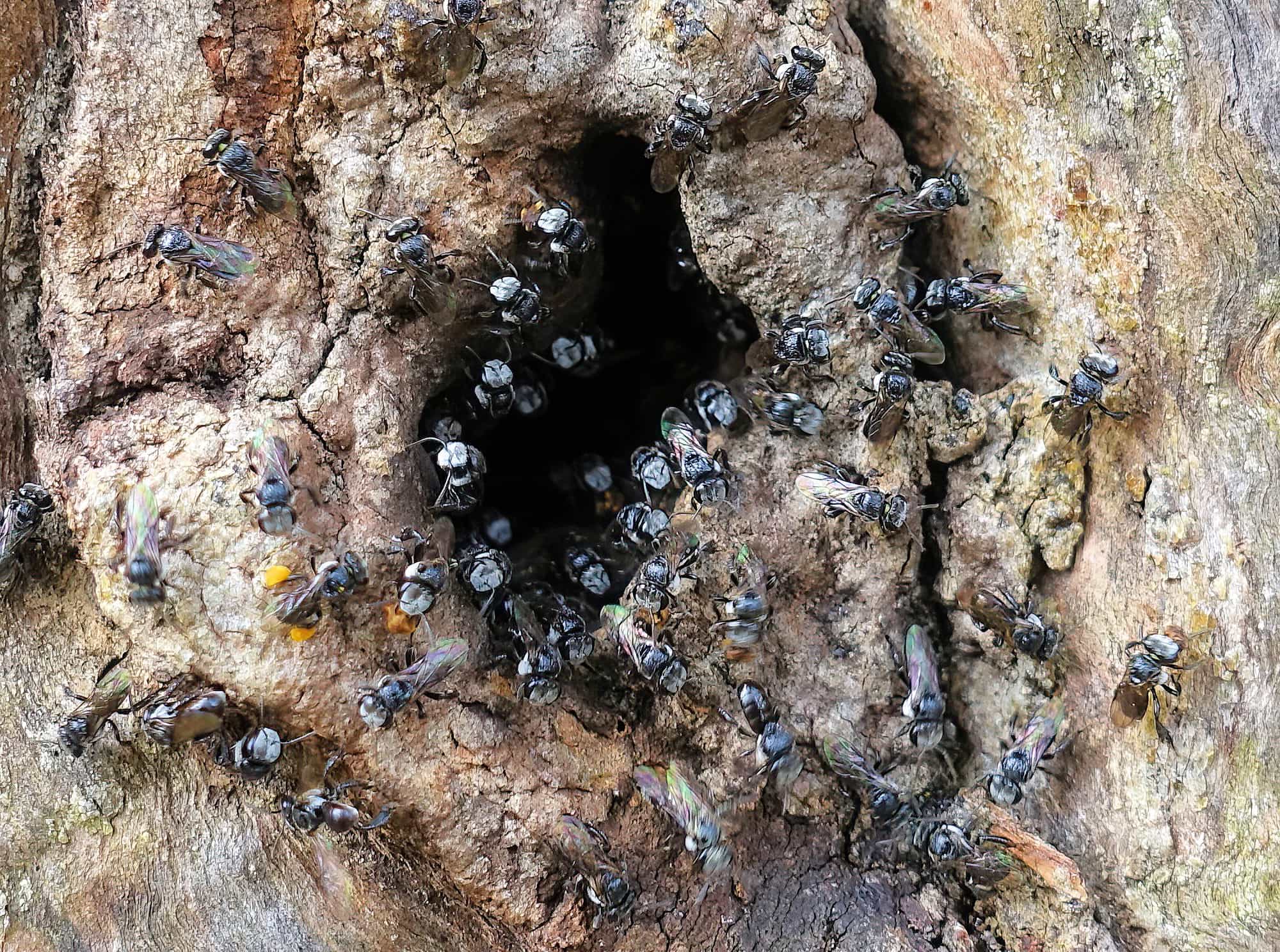 Native Honey Bee (Sugar Bags), Tetragonula sp, Stony Range Regional Botanic Garden, Dee Why NSW