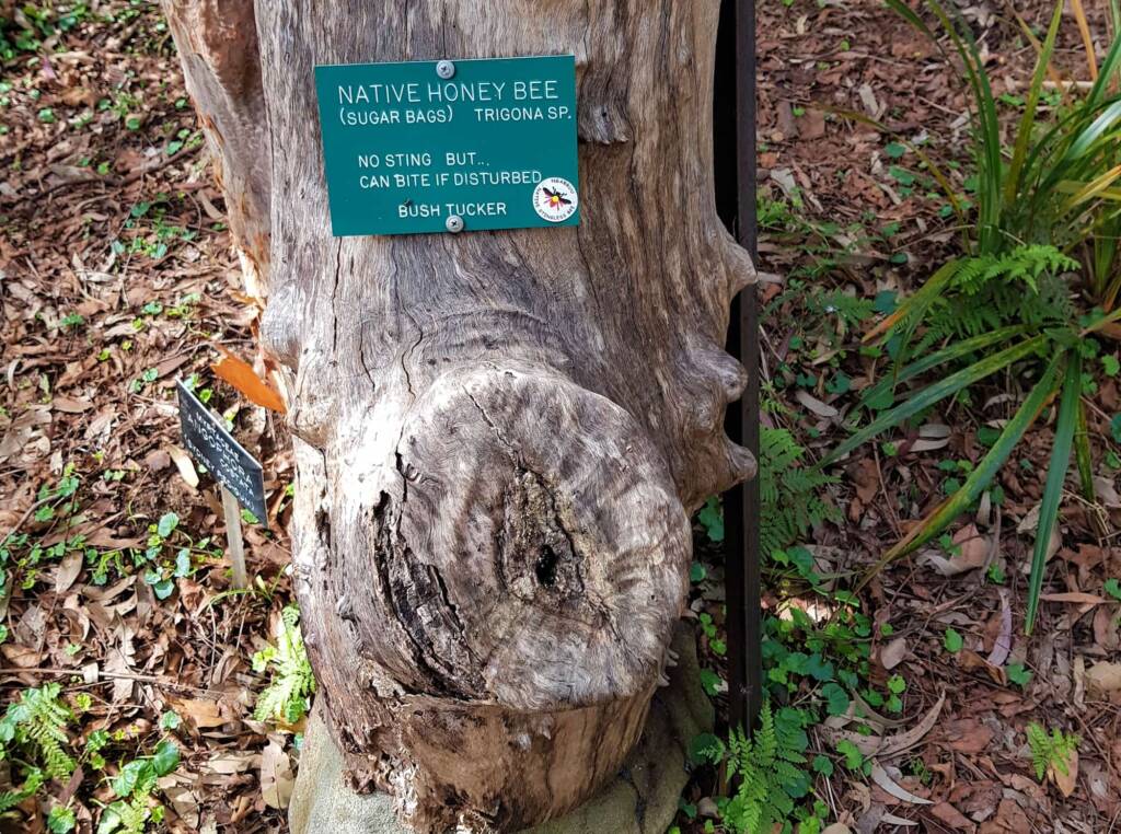 Native Honey Bee (Sugar Bags), Trigona sp, Stony Range Regional Botanic Garden, Dee Why NSW