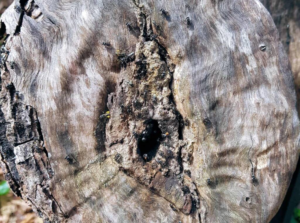 Native Honey Bee (Sugar Bags), Trigona sp, Stony Range Regional Botanic Garden, Dee Why NSW