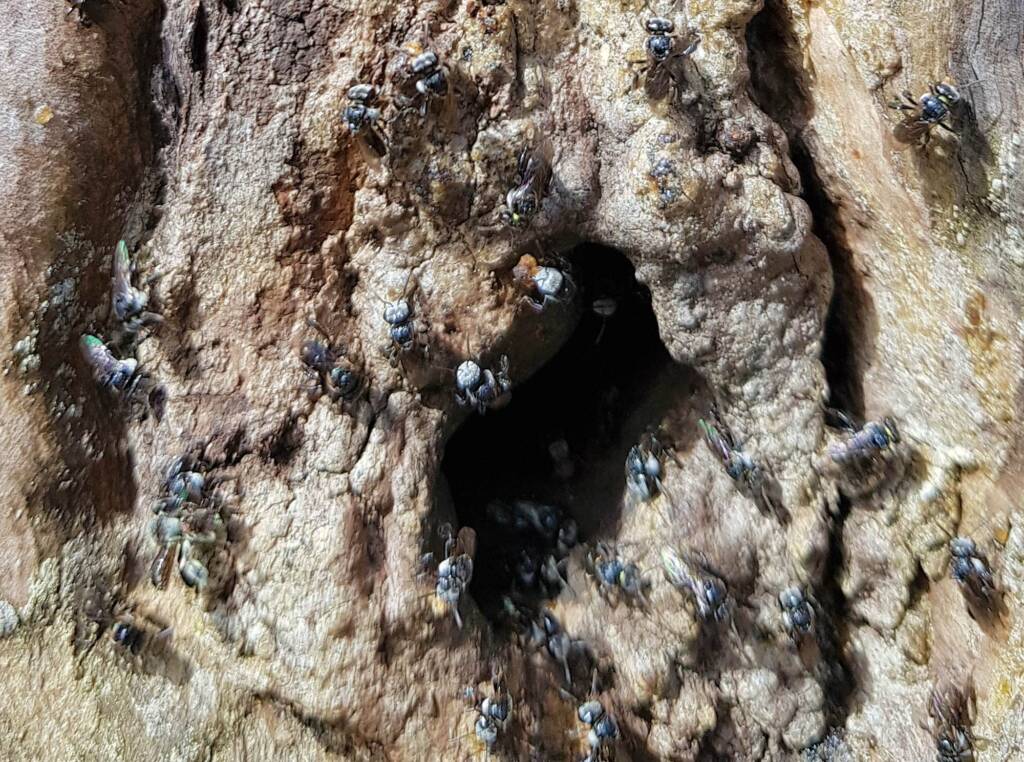 Native Honey Bee (Sugar Bags), Trigona sp, Stony Range Regional Botanic Garden, Dee Why NSW