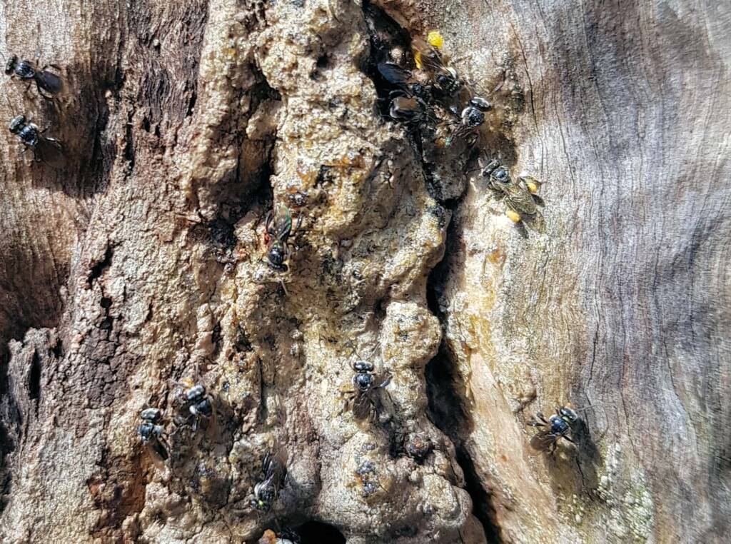 Native Honey Bee (Sugar Bags), Trigona sp, Stony Range Regional Botanic Garden, Dee Why NSW