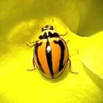 Striped Ladybird (Micraspis frenata), Roma QLD © Dianne Bickers