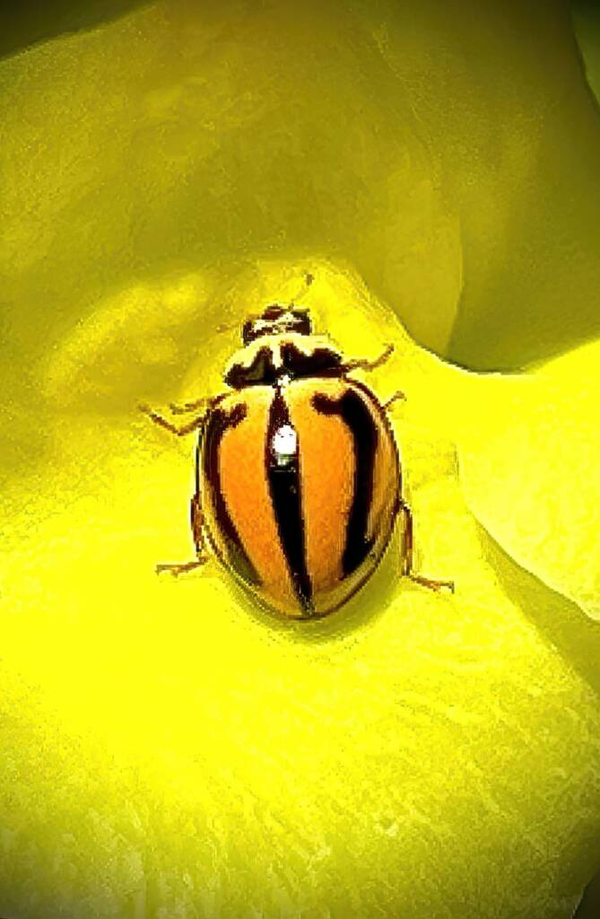 Striped Ladybird (Micraspis frenata), Roma QLD © Dianne Bickers