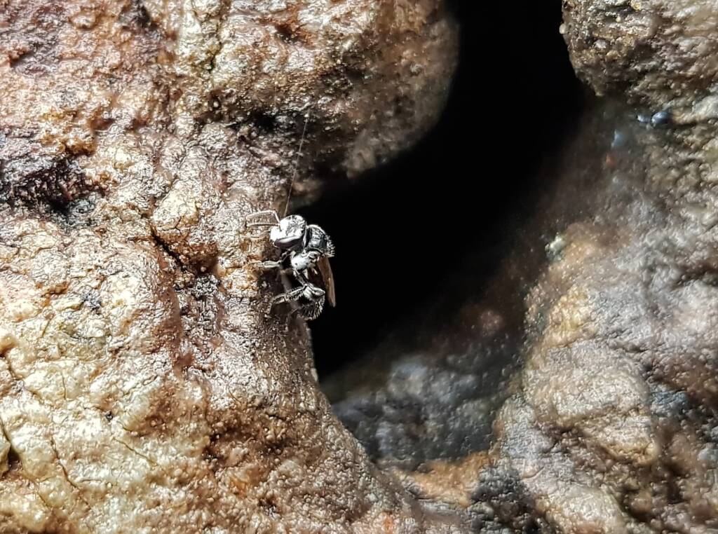 Native Honey Bee (Sugar Bags), Tetragonula carbonaria, Stony Range Regional Botanic Garden, Dee Why NSW