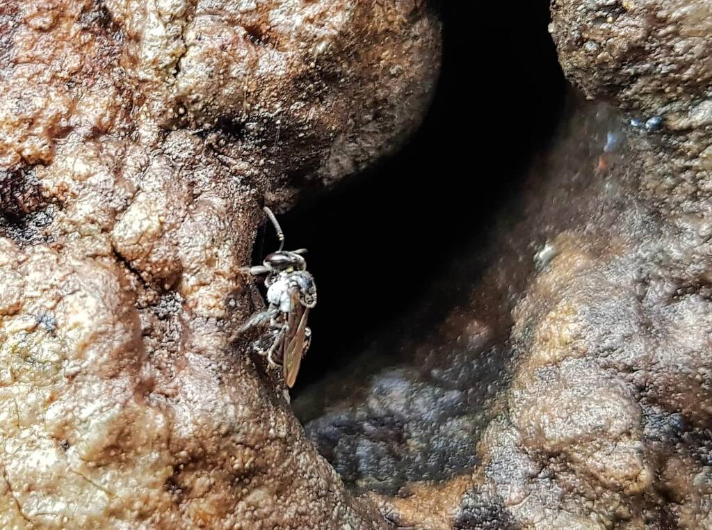 Native Honey Bee (Sugar Bags), Tetragonula carbonaria, Stony Range Regional Botanic Garden, Dee Why NSW