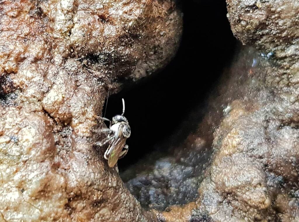 Native Honey Bee (Sugar Bags), Tetragonula carbonaria, Stony Range Regional Botanic Garden, Dee Why NSW