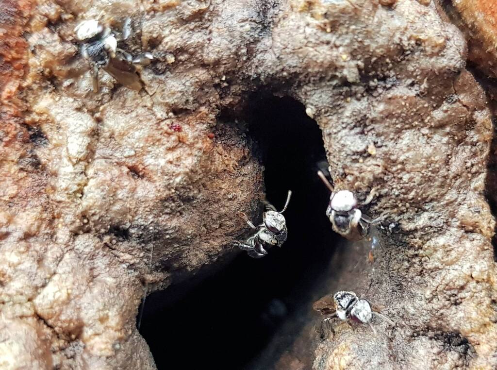 Native Honey Bee (Sugar Bags), Tetragonula carbonaria, Stony Range Regional Botanic Garden, Dee Why NSW