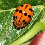 Maculate Ladybird (Harmonia octomaculata), Roma QLD © Dianne Bickers