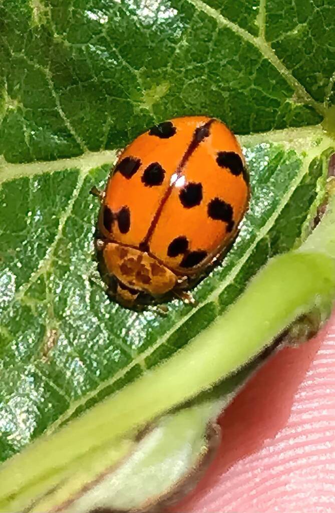 Maculate Ladybird (Harmonia octomaculata), Roma QLD © Dianne Bickers