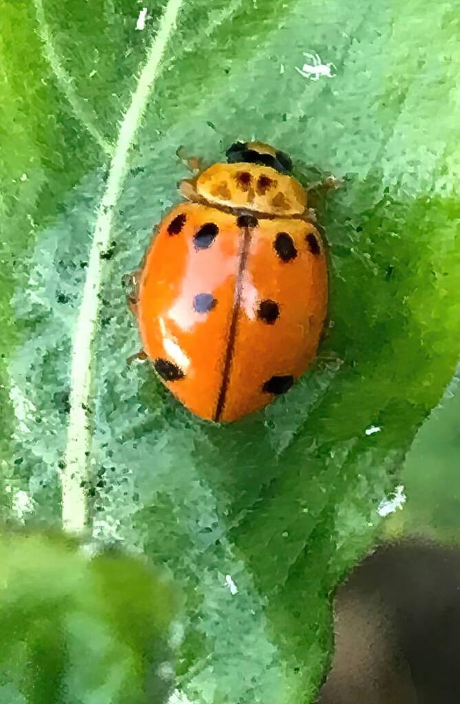Maculate Ladybird (Harmonia octomaculata), Roma QLD © Dianne Bickers