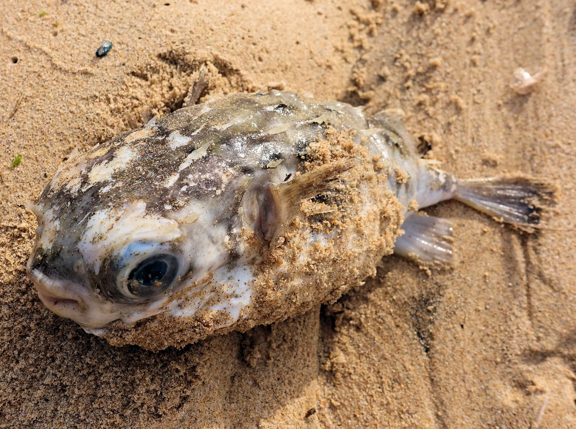 Three-bar Porcupinefish (Dicotylichthys punctulatus) washed up on Dee Why Beach, Northern Beaches NSW