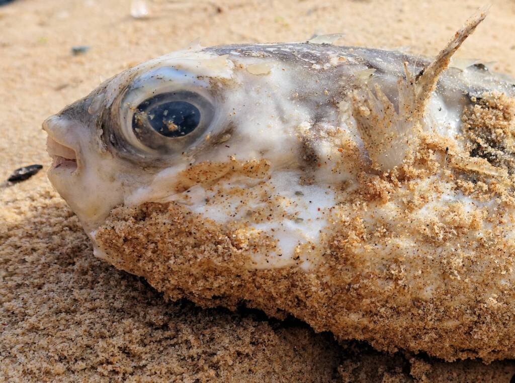 Three-bar Porcupinefish (Dicotylichthys punctulatus) washed up on Dee Why Beach, Northern Beaches NSW