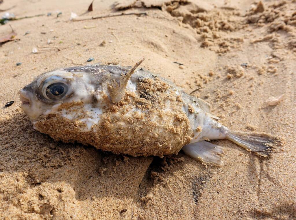 Three-bar Porcupinefish (Dicotylichthys punctulatus) washed up on Dee Why Beach, Northern Beaches NSW