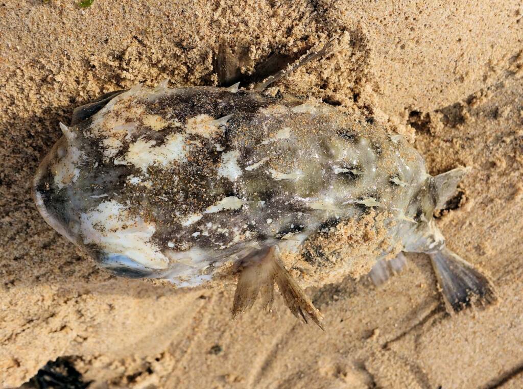 Three-bar Porcupinefish (Dicotylichthys punctulatus) washed up on Dee Why Beach, Northern Beaches NSW