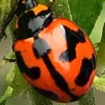 Transverse Ladybird Beetle (Coccinella transversalis), Roma QLD