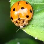 Variable Ladybird Beetle (Coelophora inaequalis), Roma QLD © Dianne Bickers