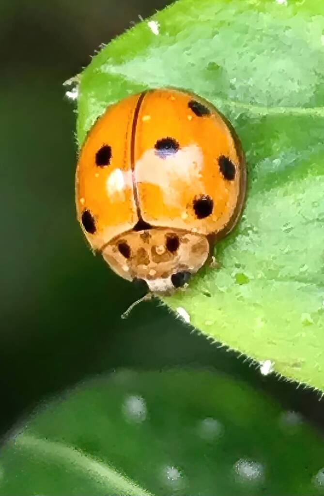Variable Ladybird Beetle (Coelophora inaequalis), Roma QLD © Dianne Bickers